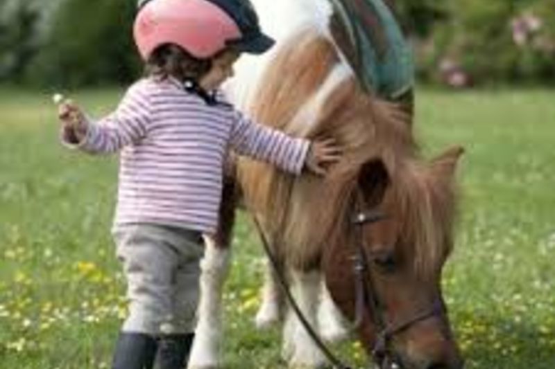 Bébé poney