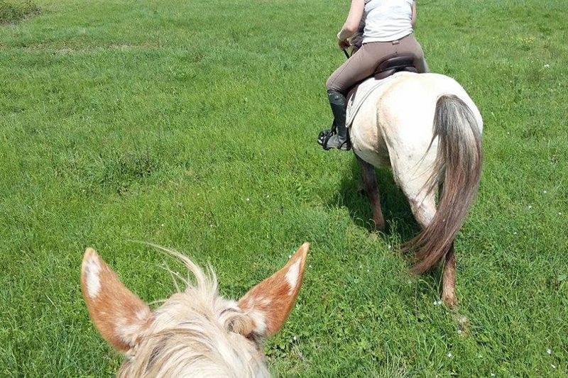 Activité cheval en période covid dès 10 ans
