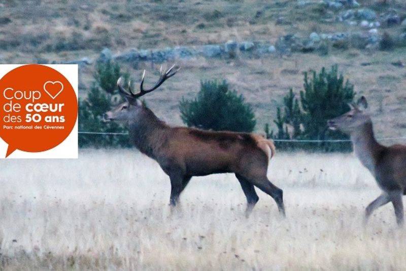 Brame du cerf - 50 ans du Parc