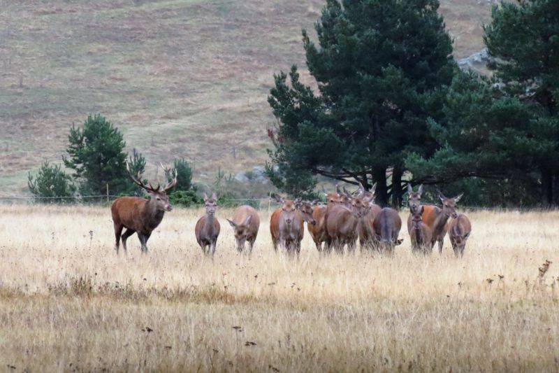 Brame du cerf sur le Mont Aigoual