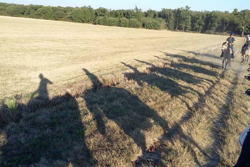 Balades à cheval niveau débutant dès 12 ans