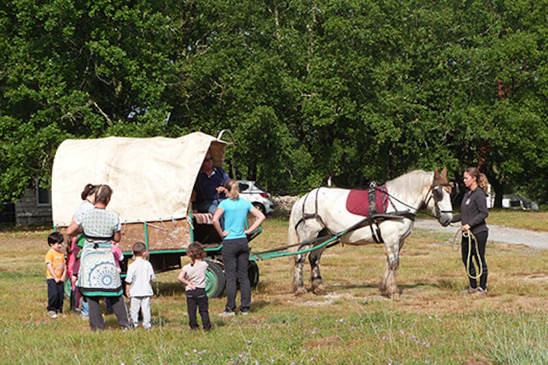 One hour trip in the horse carriage