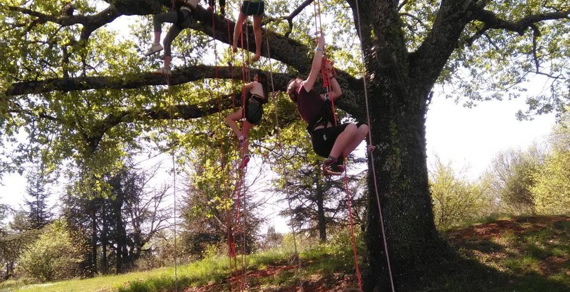 Grimpe d'arbre