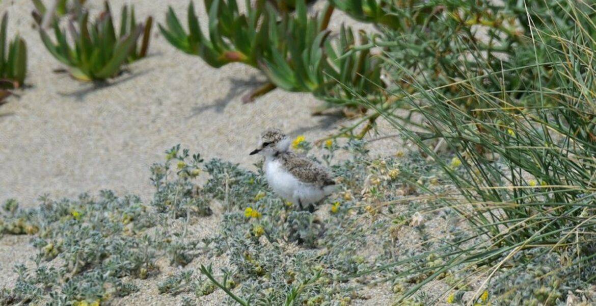 Balade commentée faune et flore