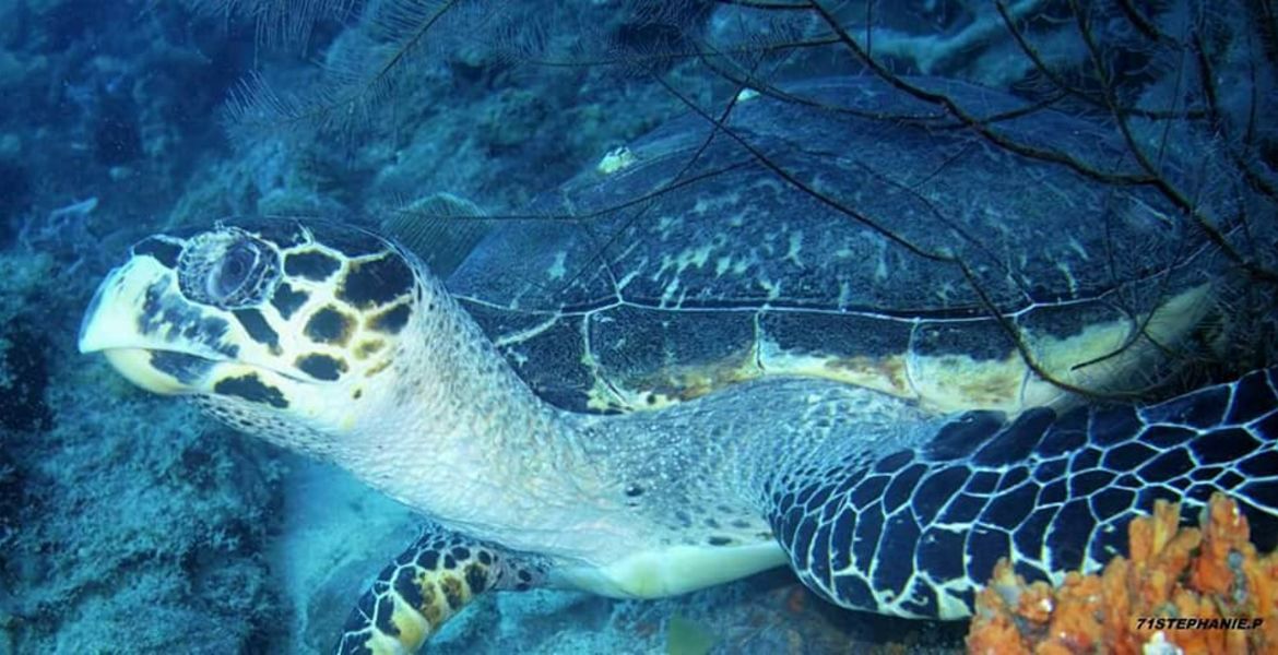 Excursion en bateau - Petite Terre