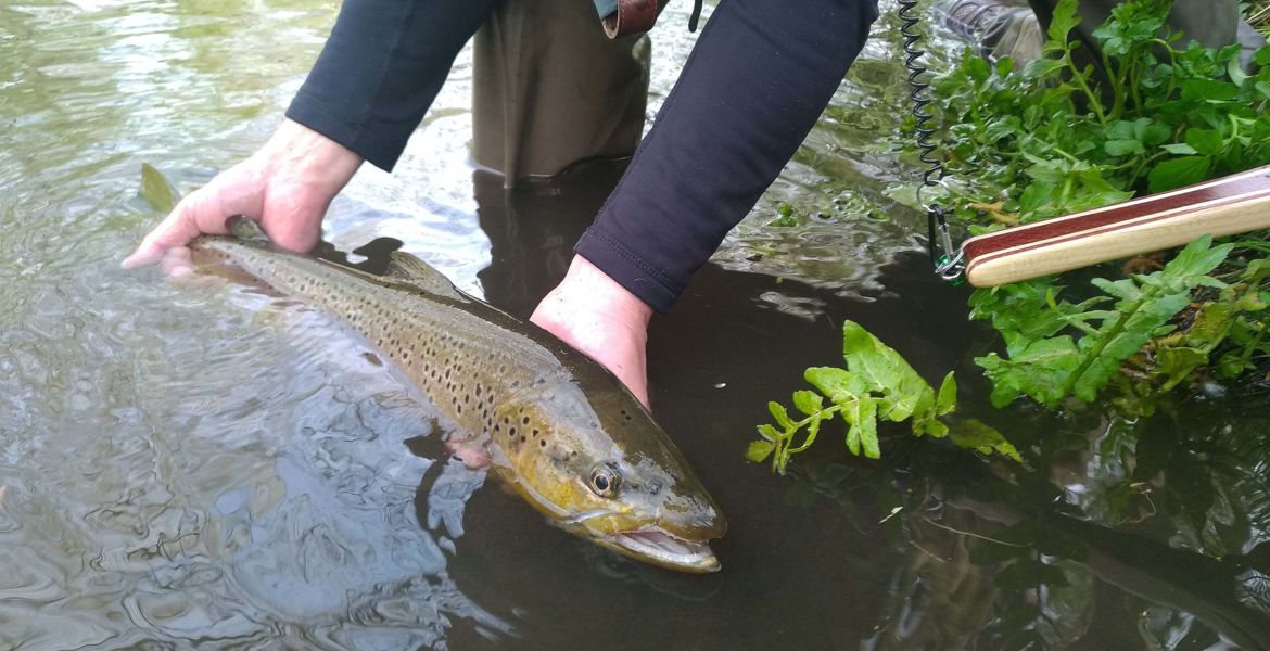 accompagnement pêche à la mouche grosses truites