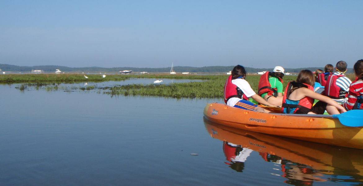 Ornithologie en kayak sur le Bassin d'Arcachon